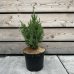 Juniperus chinensis, borievka čínska  ´STRICTA´ - kont. C3L, 20 - 40cm